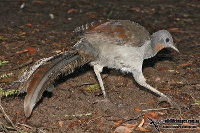 Superb Lyrebird 6115.jpg