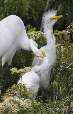 White Egret - Young