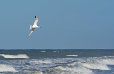 Sandwich Tern In Flight