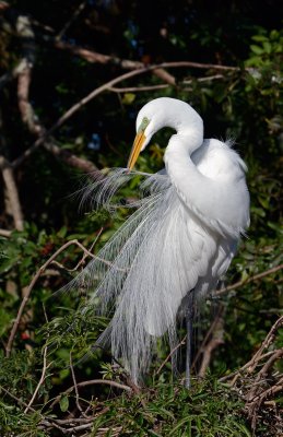 White Egret