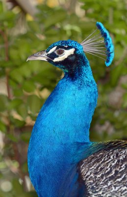 Peacock