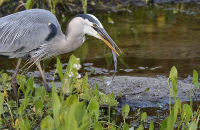 Orlando_Wetlands_ Park 