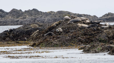 Sea lions