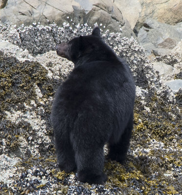 Black Bear6