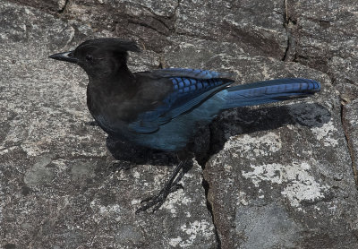 Steller's Jay