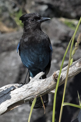 Steller's Jay2