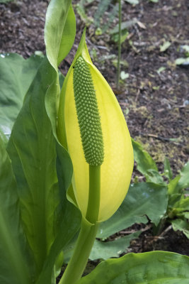 Skunk Cabbage