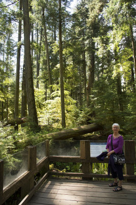 Cathedral Grove