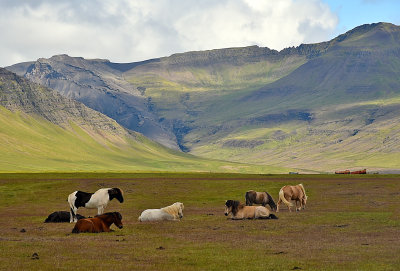 Icelandic horses.jpg