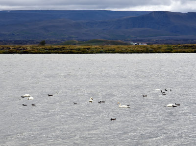 Myvatn swans and ducks.jpg