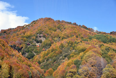 Trees autumn foliage.jpg