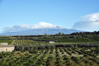 Etna and orange groves from bus.jpg