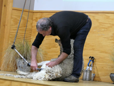 Sheep Shearing Exhibition.jpg