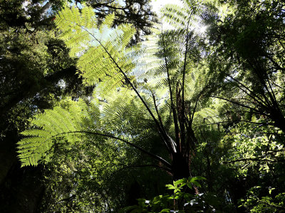 Tree Fern.jpg