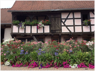 L'Alsace et son fleurissement