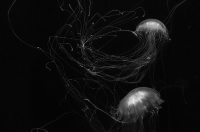 Jellyfish2394