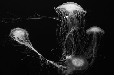Jellyfish2393
