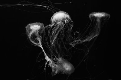 Jellyfish2392