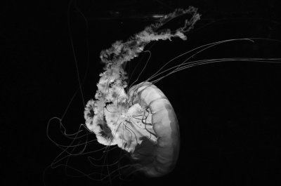 Ghostly Jellyfish