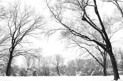 The Snow Storm in New York