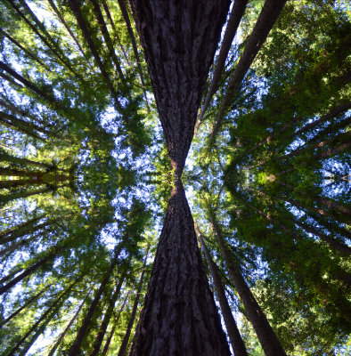 RedwoodReflections7914