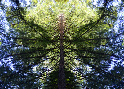 RedwoodReflections7876
