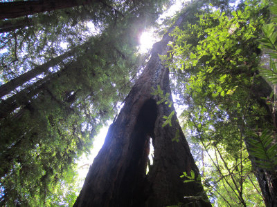 RedwoodForest5627