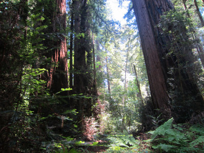 RedwoodForest5644