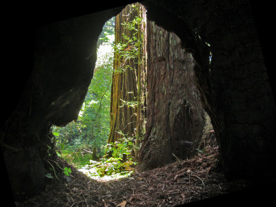 RedwoodForest5657