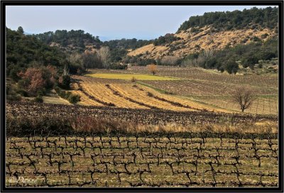 Vignes en Drme Provenale.