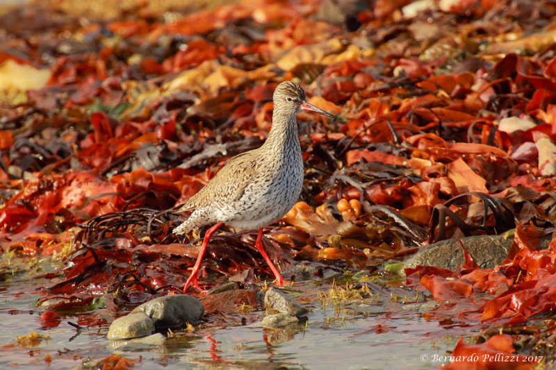 Common Redshank (Tringa totanus)