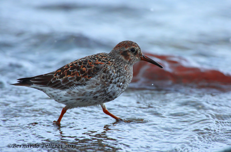 Purple sandpiper (Calidris maritima)