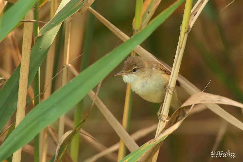 Reed warbler (Acrocephalus scirpaceus)