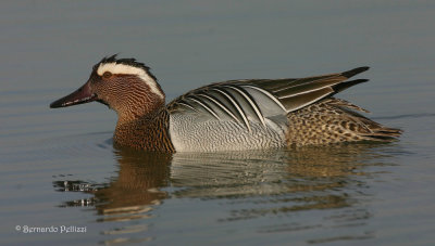 Garganey (Anas querquedula)