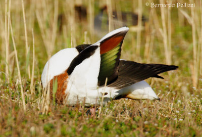 shelduck (Tadorna tadorna)