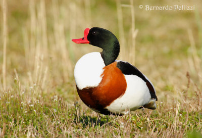 shelduck (Tadorna tadorna)