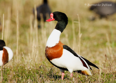 shelduck (Tadorna tadorna)