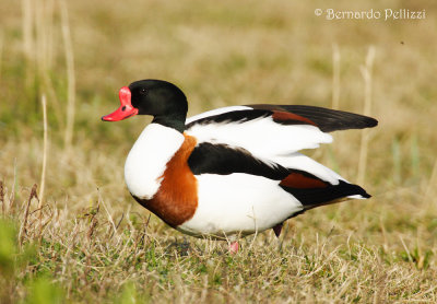 shelduck (Tadorna tadorna)