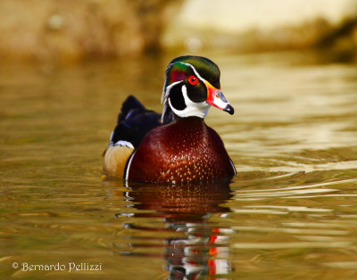 wood duck (Aix sponsa)