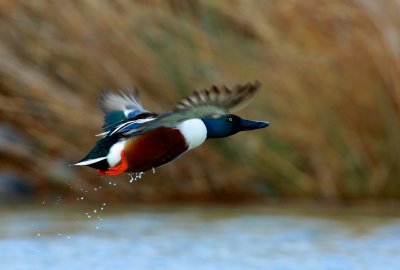 Northern shoveler