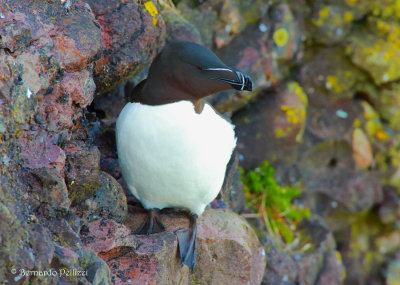 Razorbill (Alca torda)