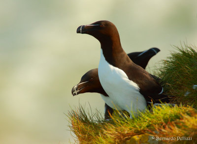 Razorbill (Alca torda)