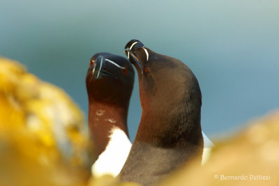 Razorbill (Alca torda)