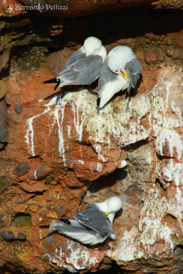 Black-Legged Kittiwake (Rissa tridactyla)