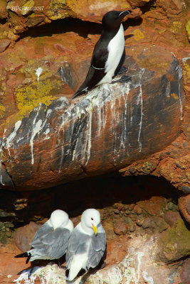 Razorbill (Alca torda) and Black-Legged Kittiwake (Rissa tridactyla)