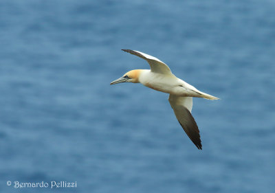 Northern Gannet (Morus bassanus)