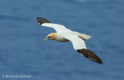 Northern Gannet (Morus bassanus)