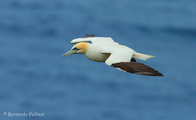 Northern Gannet (Morus bassanus)