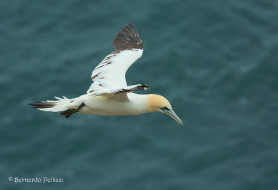 Northern Gannet (Morus bassanus)