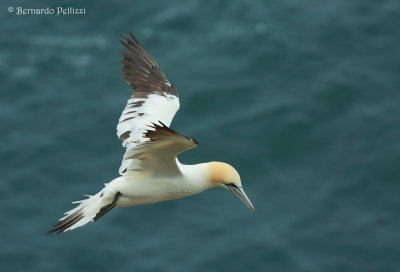 Northern Gannet (Morus bassanus)